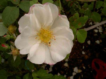 gallery_834_761_18309.jpg