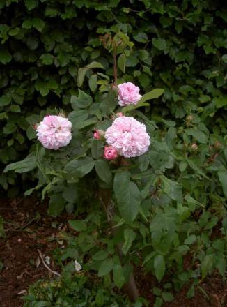 gallery_834_761_20470.jpg