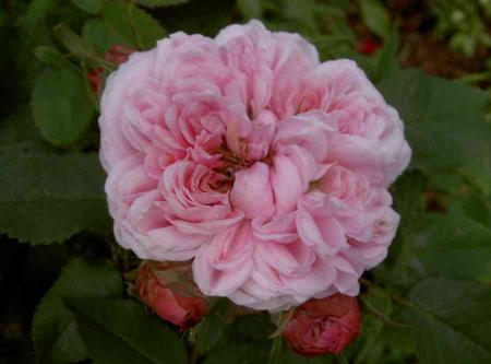 gallery_834_761_20942.jpg
