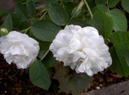 gallery_834_761_23026.jpg