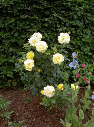 gallery_834_761_25290.jpg