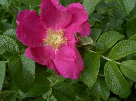 gallery_834_761_27000.jpg