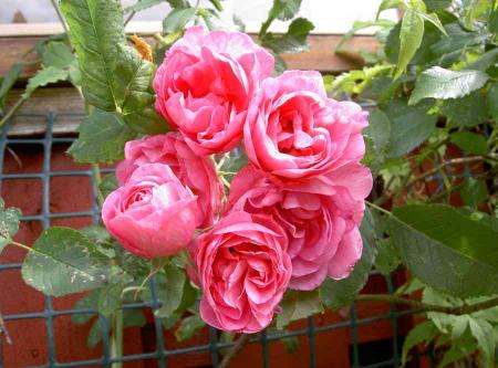 gallery_834_761_27936.jpg