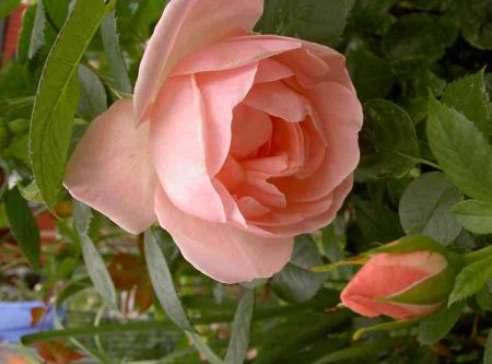 gallery_834_761_28948.jpg