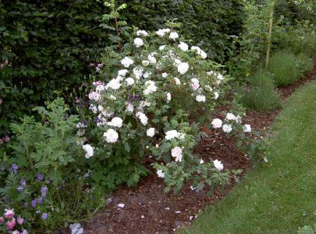 gallery_834_761_35653.jpg