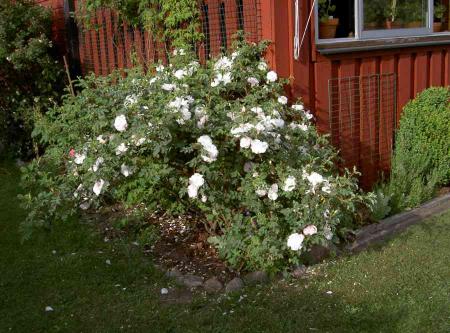 gallery_834_761_38666.jpg