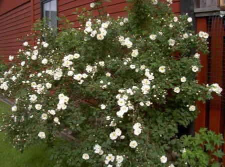 gallery_834_761_41872.jpg