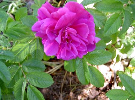 gallery_834_761_46224.jpg