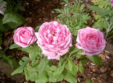gallery_834_761_50838.jpg