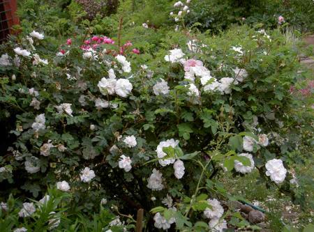 gallery_834_761_52855.jpg