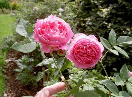 gallery_834_761_7175.jpg