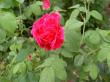 tn_gallery_834_761_6536.jpg