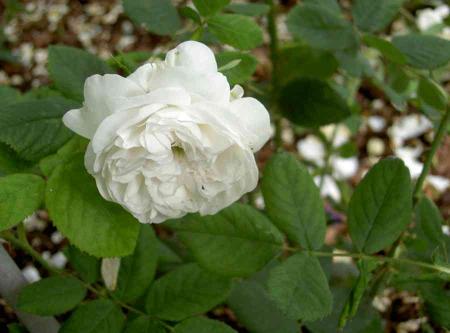 gallery_834_761_17805.jpg