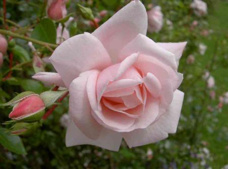 gallery_834_761_25914.jpg