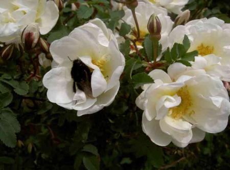 gallery_834_761_27518.jpg