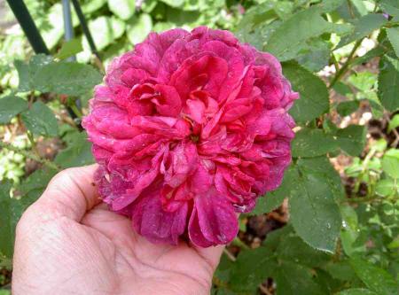 gallery_834_761_35654.jpg