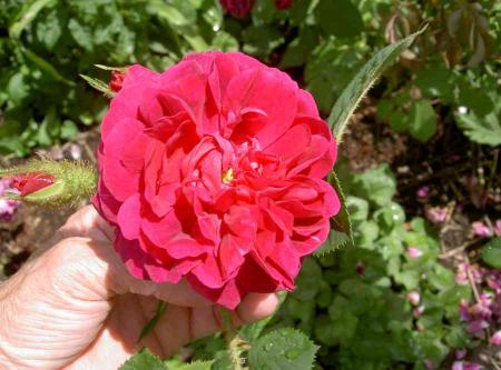 gallery_834_761_37206.jpg