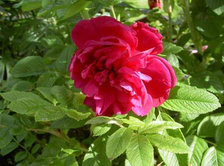 gallery_834_761_39621.jpg