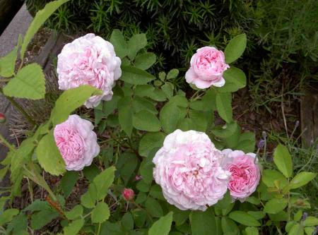 gallery_834_761_43960.jpg