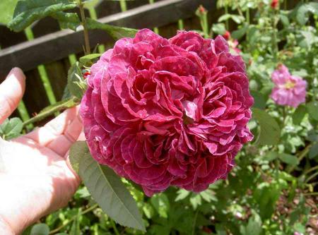 gallery_834_761_49500.jpg