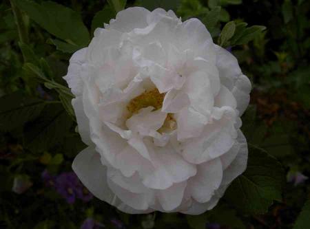 gallery_834_761_6872.jpg