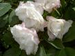 tn_gallery_834_761_36397.jpg