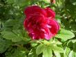 tn_gallery_834_761_39621.jpg
