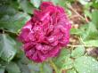 tn_gallery_834_761_43863.jpg