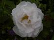 tn_gallery_834_761_6872.jpg