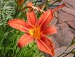 tn_gallery_1786_40_98879.jpg