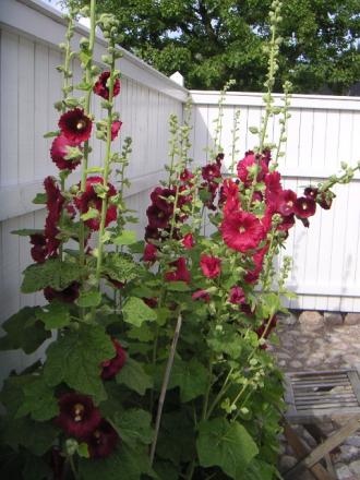 gallery_9317_593_6350.jpg