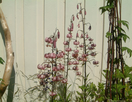 gallery_7440_639_13722.jpg