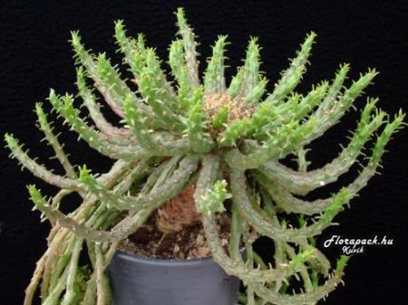gallery_4387_772_29939.jpg