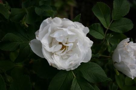 gallery_5169_773_35849.jpg