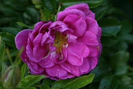 gallery_5169_773_95782.jpg