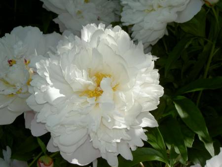 gallery_9134_758_35291.jpg