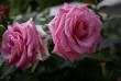 tn_gallery_5169_773_26606.jpg