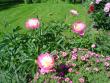 tn_gallery_9983_676_344771.jpg