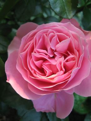 gallery_9429_777_10098.jpg