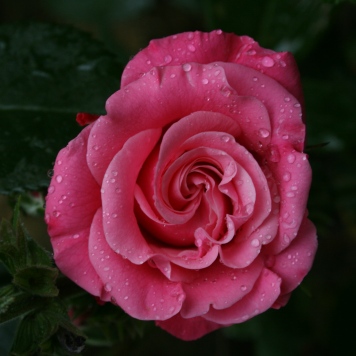 gallery_9429_777_47252.jpg