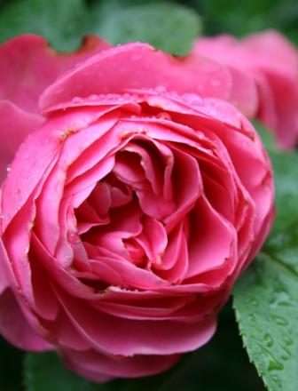 gallery_9429_777_18924.jpg