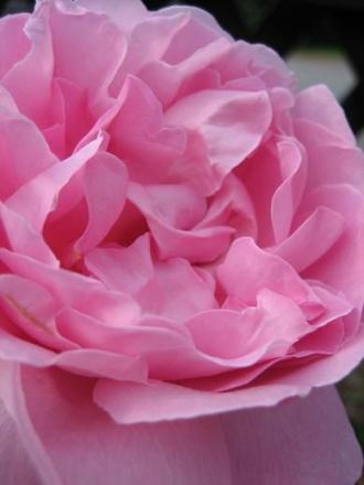 gallery_9429_777_25442.jpg
