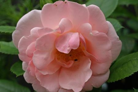 gallery_9429_777_25883.jpg