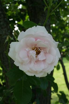 gallery_9429_777_39878.jpg