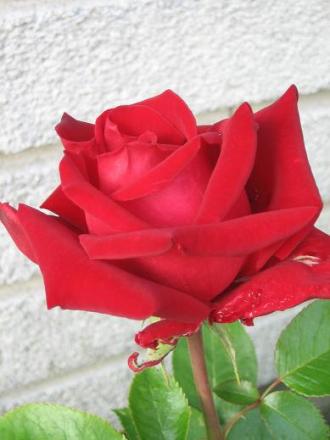 gallery_9429_777_7118.jpg