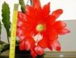 tn_gallery_4387_772_3099.jpg