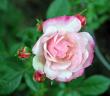 tn_gallery_9429_777_13863.jpg