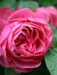 tn_gallery_9429_777_18924.jpg