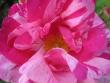 tn_gallery_9429_777_3141.jpg