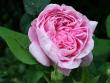 tn_gallery_9429_777_539.jpg